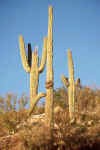 Tucson-Saguaro2.jpg (34464 bytes)