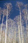 Leafless_Aspens3.jpg (46836 bytes)