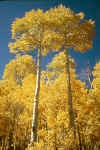 Aspens-Sundance_UT.jpg (49894 bytes)